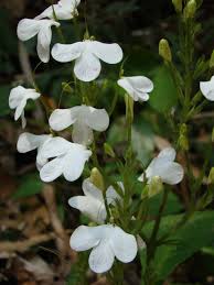Image result for Rhinacanthus