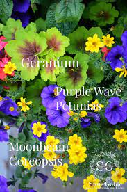 The Anatomy Of A Flower Pot Stonegable Container Flowers Flower Pots Patio Flowers