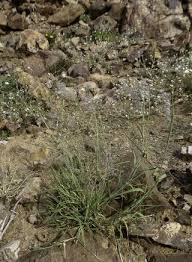 Image result for Tricholaena