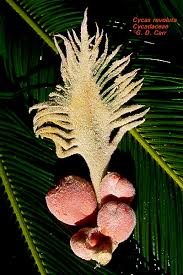 Image result for Cycadaceae