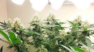 It may not display this or other websites correctly. The Best Cheap Led Lamps To Grow Cannabis