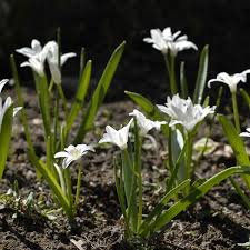 Image result for Loxodera bovonei