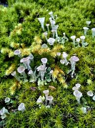 地衣類のヒメジョウゴゴケかな「苔の世界」のアルバム-みんなの趣味の園芸1845474