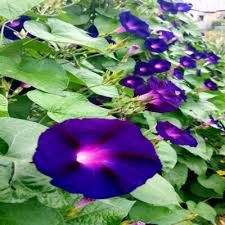 Image result for Ipomoea grantii