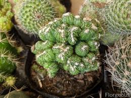 What would cause a cactus to turn lime green, even though the soil is dry? 59 Different Succulent Types With Names And Pictures Florgeous