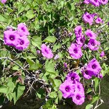 Image result for Ipomoea shirambensis