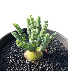 Image result for Gethyllis