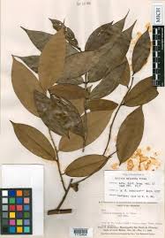 Image result for Xylopia odoratissima