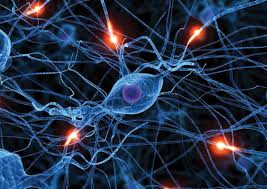 Mi Clase De Ciencias Es A Las 10 45 Clase De Ciencia Es Facil Yo Me Mi Gusta La Clase De Ciencias Neuroplasticity Deep Learning Central Nervous System