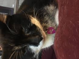 You should never give a cat advil or any product containing ibuprofen. My Cat Is In Pain Can I Give Her A Little Ibuprofen Or Tylenol Until I Can Get An Appointment At Her Vet It S A Mouth Issue Likely Petcoach
