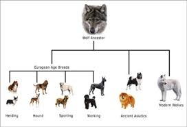 18 Judicious Dog Taxonomy Chart