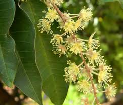 Image result for Croton megalocarpus