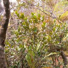 Image result for Aphloia theiformis