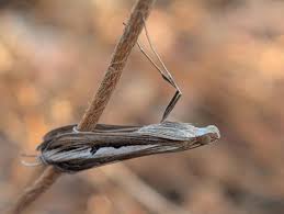 Image result for Euclasta