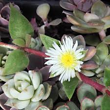 Image result for Delosperma tradescantioides