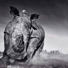 El rinoceronte audiolibro por scott alexander. Rinoceronte Libro De Reflecciones Home Facebook