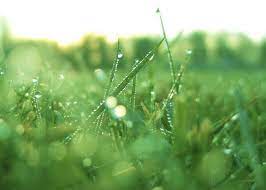 Mowing Wet Grass Http Www Eddybrook Com Blog 2020 5 6 829nsjrhun33k33qjiveom26fa6stg Mowing Tree Farms Grass