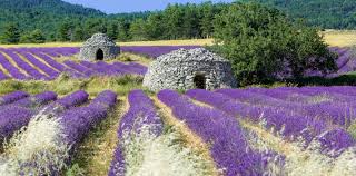 Bringing you the best of uk heritage and cutting edge urban labels for over 20 years, we specialise in high quality, premium menswear. In Der Drome Provencale La Drome Tourisme