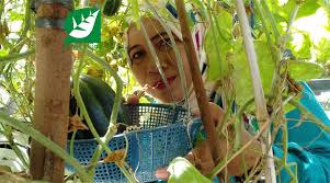 Strategic plan of universitas airlangga (unair) was formulated and based on institutional evaluation and development mapping of each working unit. Dini Tavipriyanti Pendamping Hidroponik Di Sdn Airlangga Iii Tunas Hijau Id