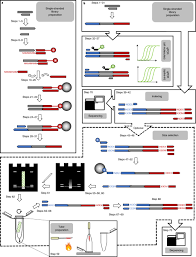 Crawling in my skin crawling. Manual And Automated Preparation Of Single Stranded Dna Libraries For The Sequencing Of Dna From Ancient Biological Remains And Other Sources Of Highly Degraded Dna Nature Protocols