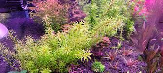 Image result for Rotala mexicana