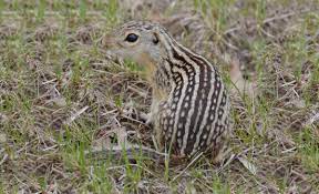 Maybe you would like to learn more about one of these? Ground Squirrels Wildlife Illinois