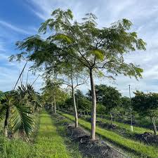 Image result for Colvillea