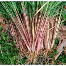 Sereh Wangi (Cymbopogon nardus) – Yayasan MQIS