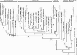 Image result for Psilotrichum sericeum