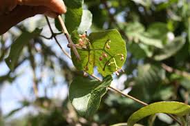 Image result for Tacazzea apiculata