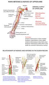 An artery is a vessell that carries blood away from the heart. Instant Anatomy Upper Limb Vessels Arteries Patterns