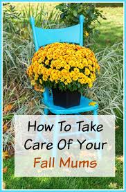 They are gorgeous as cut flowers. How To Take Care Of Your Mums Indoors And Out Fall Mums Potted Mums Beautiful Flowers Garden