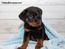 Image result for Rotala gossweileri