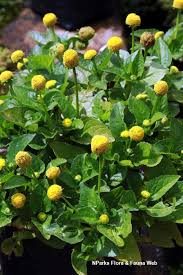 Image result for Acmella