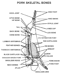 Pork Skeletal Chart