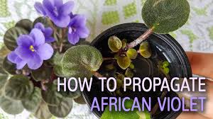 African violet leaves turning yellow. How To Propagate African Violet With The Water Method Youtube