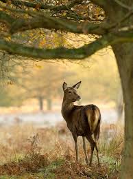 Autumn Deer Country Animals Beautiful Wild Animals Photos Animals Wild
