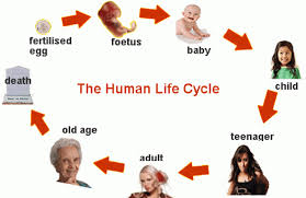 Top 10 Things That Will Never Change Over Time Human Life Cycle Life Cycles Life Cycle Stages
