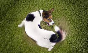 Why Do Dogs Chase Their Tails Does It Mean Anythng