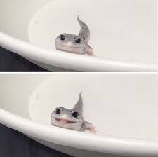 Cute Animals And Babies Cute Animals Of Australia Cute Reptiles Baby Animals Baby Animals Funny