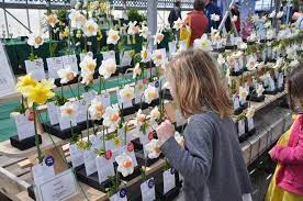 Experience All The Joy That The Nantucket Daffodil Festival S Annual Flower Show Brings To Islanders And Visitors Of Al Daffodil Day Annual Flowers Flower Show