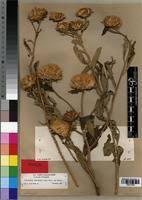 Image result for Vernonia adoensis