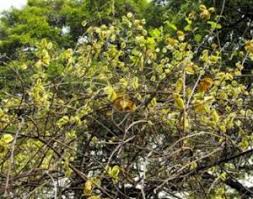 Image result for Combretum mossambicense