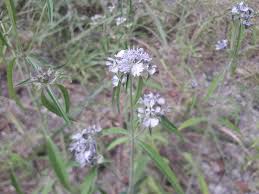 Image result for Haumaniastrum