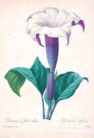 The flower, which has five parts, is called an ideal flower. Datura Stramonium Illustration 1827 R1 Drawing By Botany