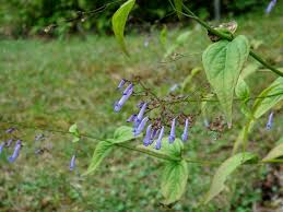 Image result for Isodon ramosissimus