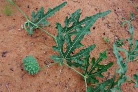 Image result for Acanthosicyos naudinianus