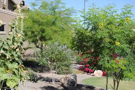 Bird Of Paradise Tree Arizona Chaste Tree Blue Bougenvilla Yellow Mexican Bird Of Paradise Tree Hollyhock Garden Landscaping Plants Garden Plants
