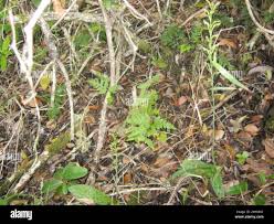 Image result for Habenaria arenaria