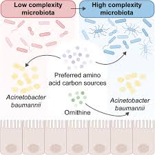 Image result for Pouchetia baumanniana